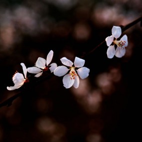 山村桃花开