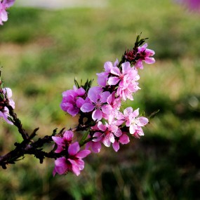 家乡的桃花