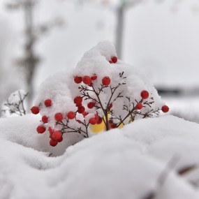 雪下的生命