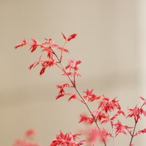 春意盎然