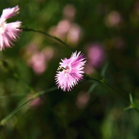 路边的小花
