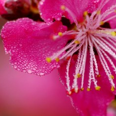 雨后桃花