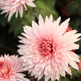 1855菊花
