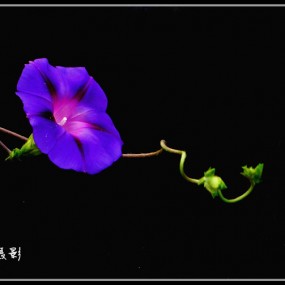 光影紫牵牛花.