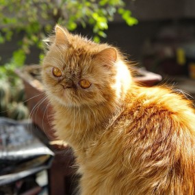 猫咪