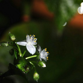 凉台小花