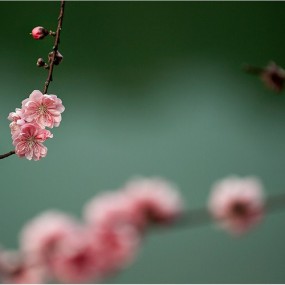 酒香桃花灿