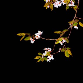 春花--第二次发