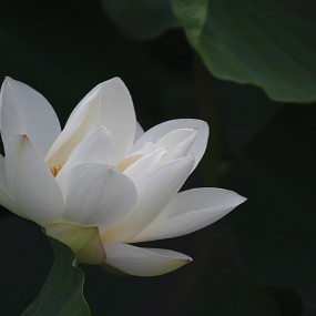 白荷花；