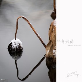 严冬残荷