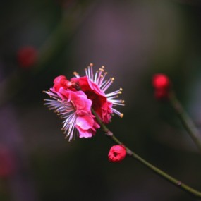 梅花