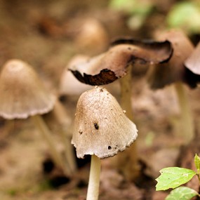 野蘑菇
