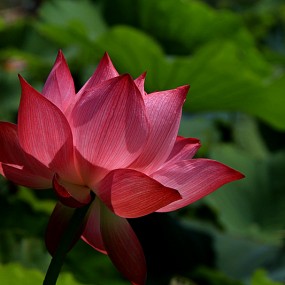 秋荷