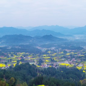 汉中油菜花