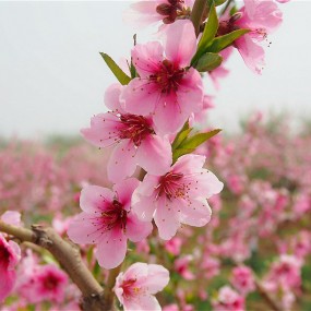 袁家村一游