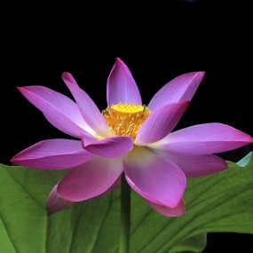 荷那个儿花