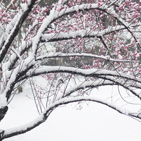 雪梅