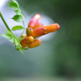 无名花