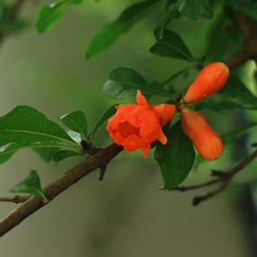 雨后花园~