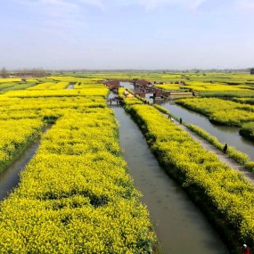 千垛水上油菜花-1