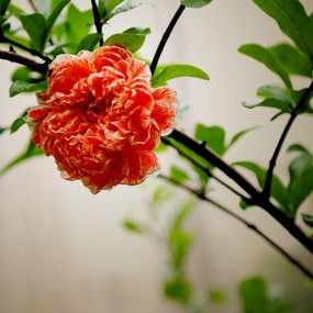 石榴花