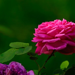 月季花