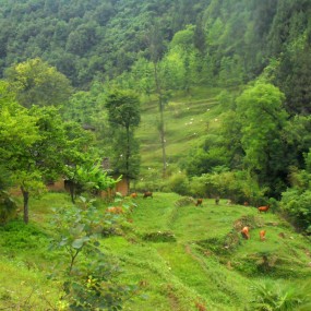 仁村风景