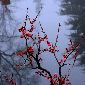梅花