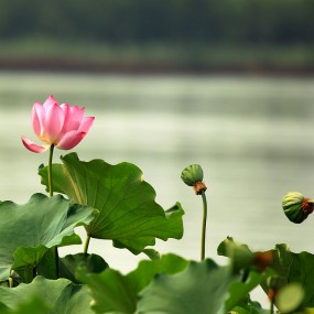 荷花 蜻蜓