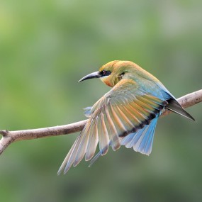 蜂虎