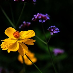 路边的小花