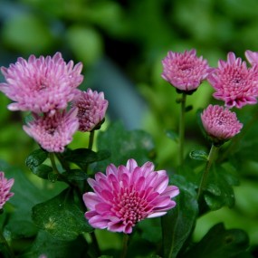 秋菊