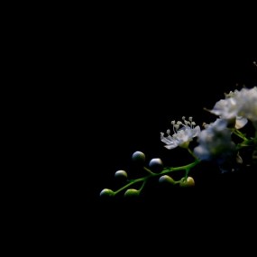 珍珠梅花
