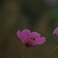 花花草草