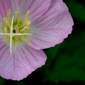 雨后月见草