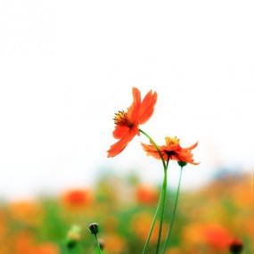 美丽格桑花