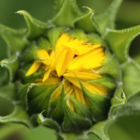 拈花