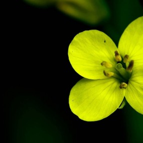 金灿灿油菜花