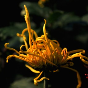 菊花6