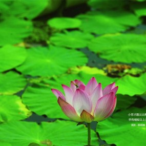 夏荷