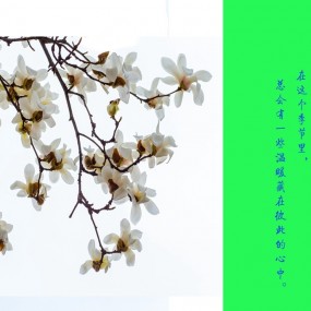 玉兰赋