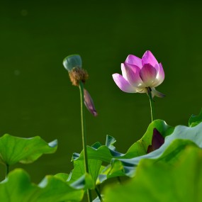 夏荷