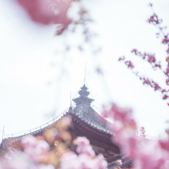 青龙寺的樱花