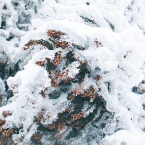 南国。雪