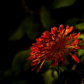 菊花争艳