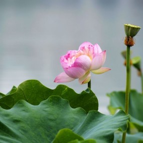 ~雨中夏荷美~
