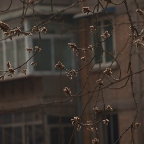 白杨