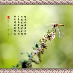 蜻蜓图
