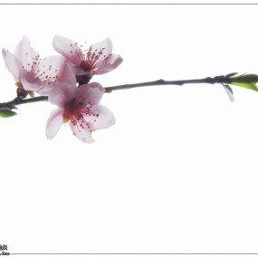 4月芳菲