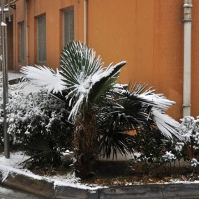 兴庆公园 冬雪